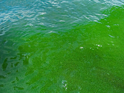 Harmful blue-green algae bloom on lake surface