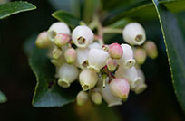 Trailing Arbutus Flower