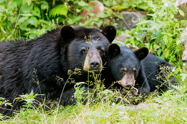 Black bear in natural environment