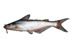 Blue Catfish