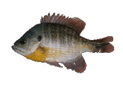 Bluegill