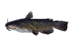 Brown Bullhead