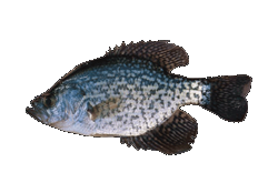 Black Crappie