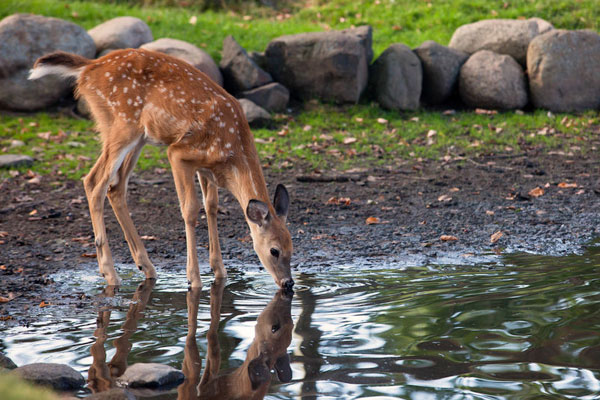 White-tailed deer in forest
