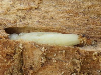 Emerald Ash Borer larvae stage under bark