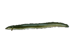 American Eel