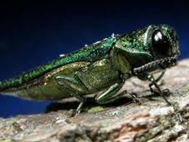 Adult Emerald Ash Borer beetle