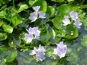 Aquatic invasive plant growth