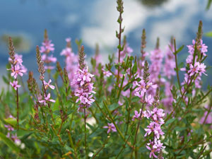 Terrestrial invasive plant infestation