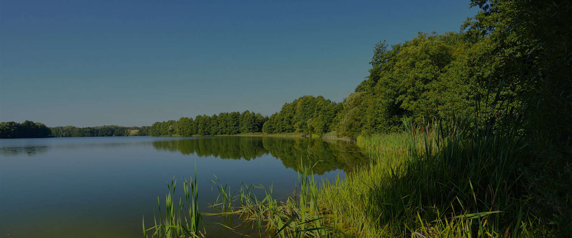 Lake Arbutus shoreline landscape