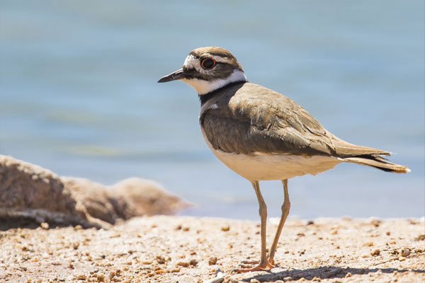 Killdeer bird in natural habitat