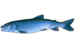 Lake Trout