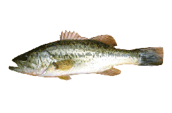 Largemouth Bass
