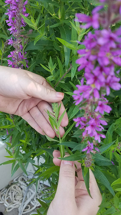 Purple loosestrife flower spike