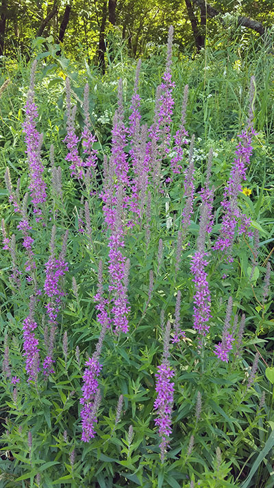 Purple loosestrife growing in wetland area