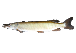 Muskellunge
