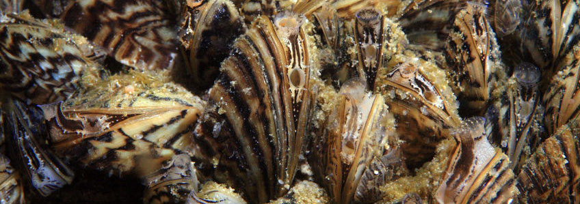 Dense cluster of zebra mussels attached to structure