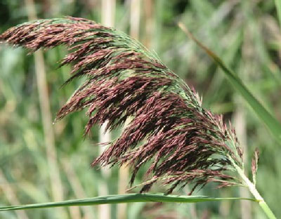 Invasive Phragmites plant on shore