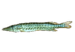 Grass Pickerel