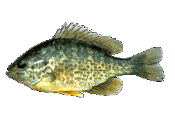 Pumpkinseed