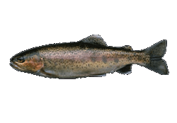 Rainbow Trout