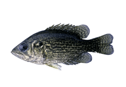 Rock Bass