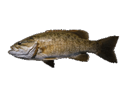 Smallmouth Bass