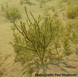 Starry stonewort growth