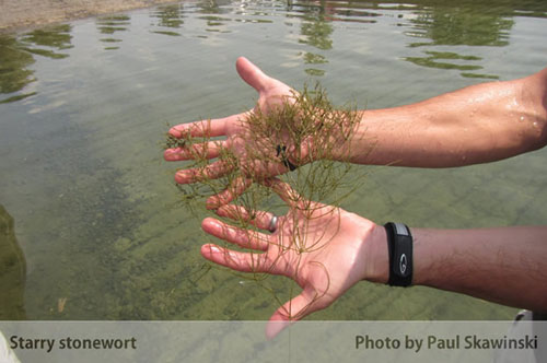 Starry stonewort star-shaped bulbils