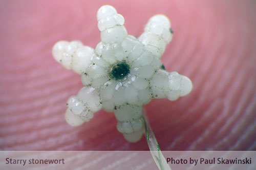 Starry stonewort branchlet details