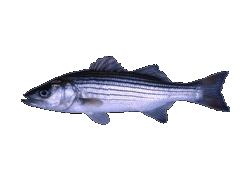 Striped Bass