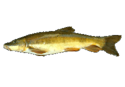 Longnose Sucker