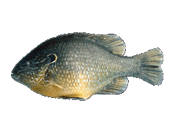 Sunfish