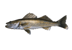 Walleye