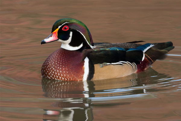 Wood Duck on water