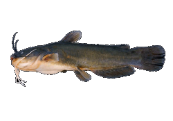 Yellow Bullhead